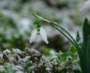 Close-up of a delicate snowdrop white flower pushing through a blanket of snow arrival of spring and the resilience of nature, Springtime season. snowdrops Galanthus nivalis. empty copy space for text
