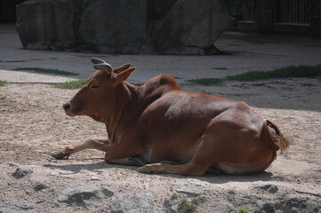 Wół w czeskim ZOO © Krystian