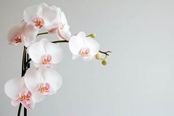 Fototapeta premium Many different coloring flowers in the summer isolated on white background