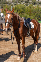Brown horse stands patiently while rider prepares for equestrian training in sunny arena