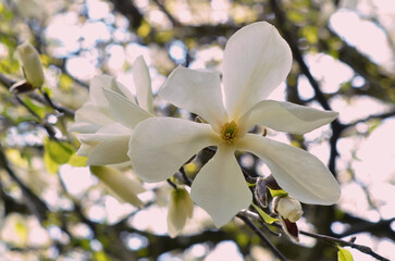 Obraz premium White magnolia 'spring snow' bloossom. Closeup flower and bud against sky background. landscaping, growing magnolia tree concept. 