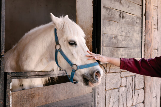 Woman feeding a white horse in a rustic stable during a sunny afternoon