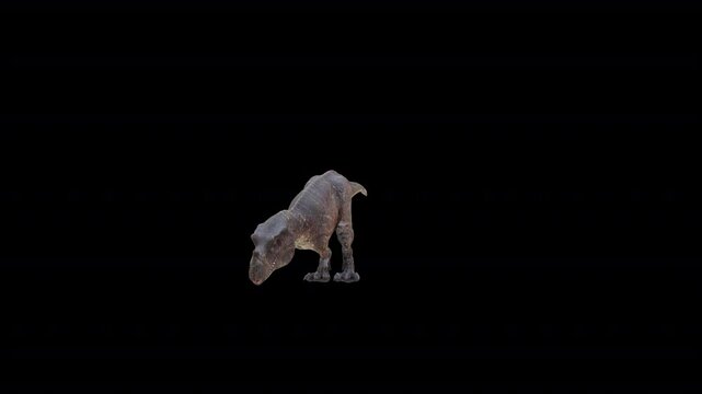 Ceratosaurus snif front loop 3D Video Animation