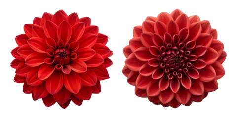 Two Varieties of Red Flower on White Background, Beautiful and Fresh Floral Display, PNG Transparent