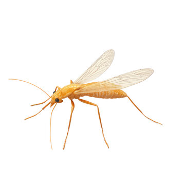 3D icon of Sandfly isolated on transparency background