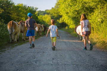 Obraz premium Children Walking Cows on a Rural Path Surrounded by Lush Green Nature in Summer