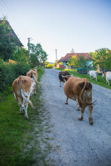 Cows Walking Along a Rural Dirt Road Surrounded by Lush Green Countryside and Quaint Houses