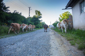 Group of Cows Walking on a Rural Path Surrounded by Greenery During the Morning