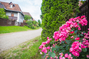 Charming Rural Scene with Vibrant Pink Flowers and Quaint Houses Alongside a Gravel Road