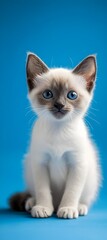 A cute white kitten with blue eyes is sitting on a blue background