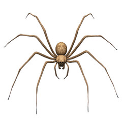 Obraz premium 3D icon of Cellar spider (Daddy long-legs) isolated on transparency background