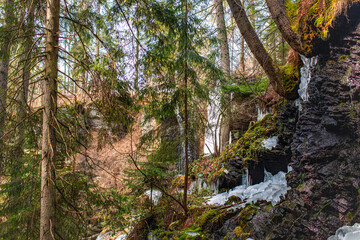 Scenic Forest Landscape With Mossy Rocks, Pine Trees, and Frozen Waterfall Accents in Winter