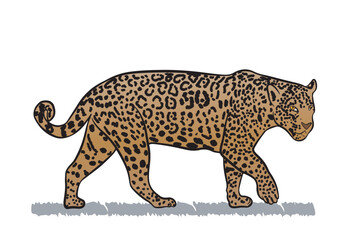 Vector drawing of Brazilian jaguar with transparent background.
