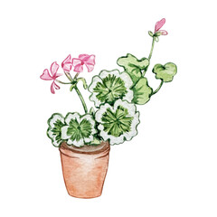 Watercolor flowers geranium in a pot, illustration garden