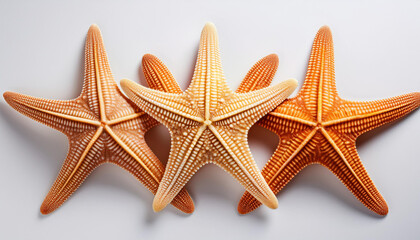 starfish on a white background