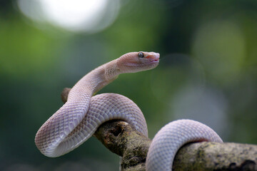 Albino mangrove pit viper on a tree branch	