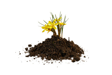 yellow crocus flower in pile of soil isolated on white or transparent png