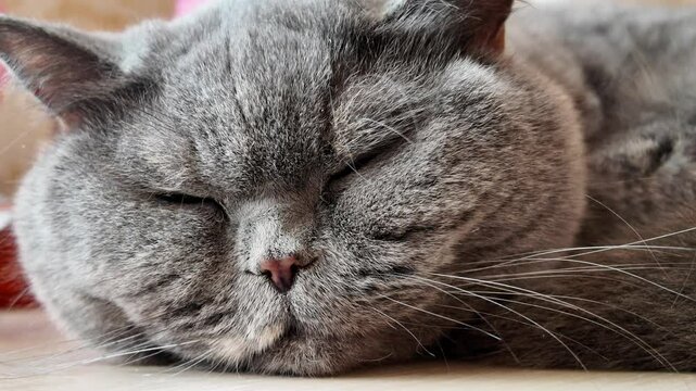 cat sleeping on the table. gray british cat sleeping on the table. lazy cat sord.