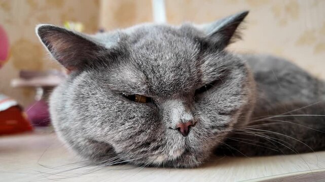 cat sleeping on the table. gray british cat sleeping on the table. lazy cat sord.