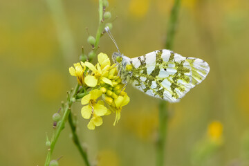 wildlife photos. photos of butterflies in natural areas.