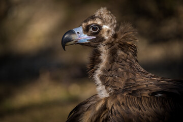 brown vulture portrait in zoo park