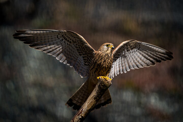 Common kestrel with spread wings