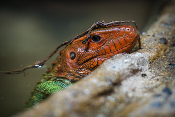 Naklejka premium Northern Caiman Lizard portrait in park