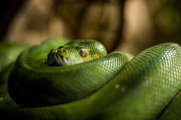 green python snake in a ball on a branch