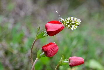 wildlife photos. photos of butterflies in natural areas.