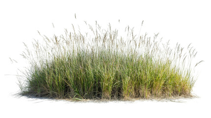 Lush wild grass growing on a transparent background, perfect for architectural visualization or landscape design