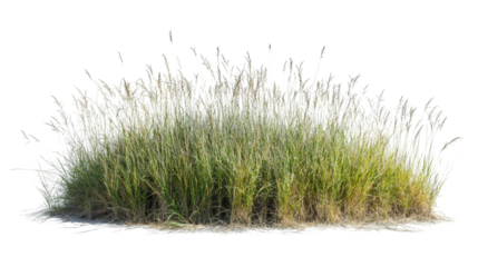 Lush wild grass growing on a transparent background, perfect for architectural visualization or landscape design