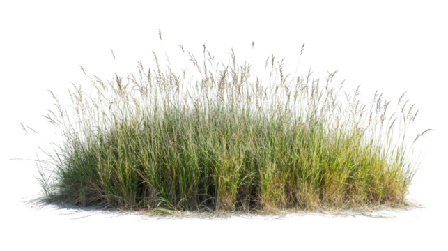 Lush wild grass growing on a transparent background, perfect for architectural visualization or landscape design