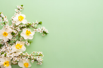 Festive background with spring flowers, white daffodils and flowering cherry branches on a light...