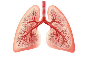 PNG cut out isolated background. A high-quality 3D medical illustration of human lungs with a detailed bronchial tree, trachea, and realistic texture.
