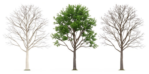 Obraz premium Three Distinct Tree Styles on White Background, Vibrant Greenery for Indoor and Outdoor Display, PNG Transparent