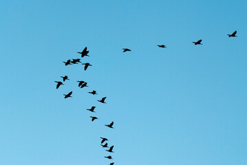 a flock of migratory birds in the sky
