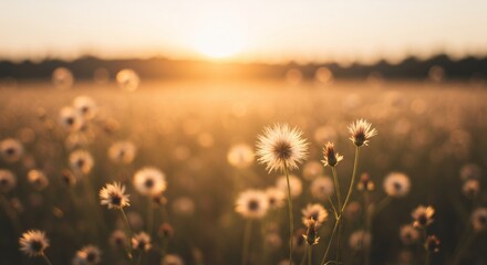 Fototapeta premium White dandelion flowers at golden sunset in wild meadow with bright sun flare. Rural summer landscape on field during sunrise. Nature close up with copy space
