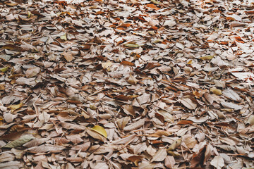 Heap of brown dry branch and leaves on floor on process for bio fertilizer, ideas for backgrounds and textures.