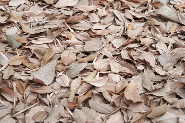 Heap of brown dry branch and leaves on floor on process for bio fertilizer, ideas for backgrounds and textures.