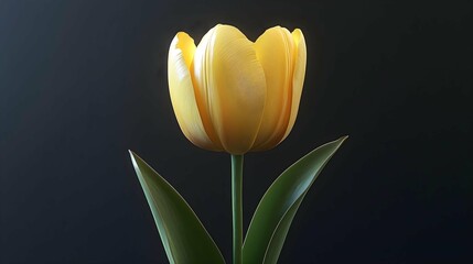 Naklejka premium Golden Tulip's Solitude: A solitary yellow tulip, radiating soft light against a dark background, epitomizes elegance and delicate beauty.