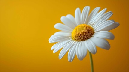 Naklejka premium Sunny Daisy: A single daisy blooms brightly against a vibrant yellow background, its delicate white petals and golden center radiating pure joy and freshness. 