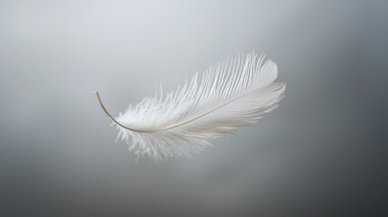 Obraz premium A single white feather drifting gently in a serene grayscale background