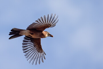 Fototapeta premium Eurasian jay