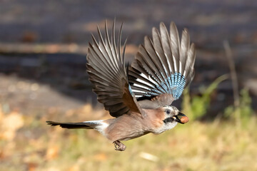Eurasian jay