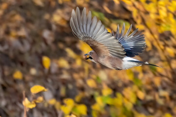 Eurasian jay