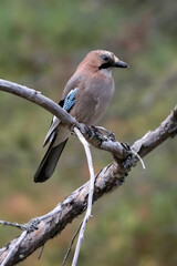 Eurasian jay