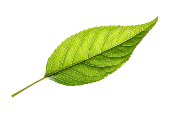 green leaf on white background
