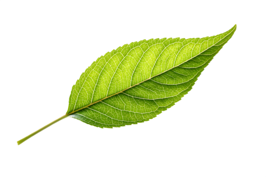 green leaf on white background