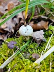 mushrooms in the grass