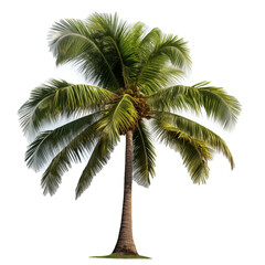 Obraz premium coconut palm tree